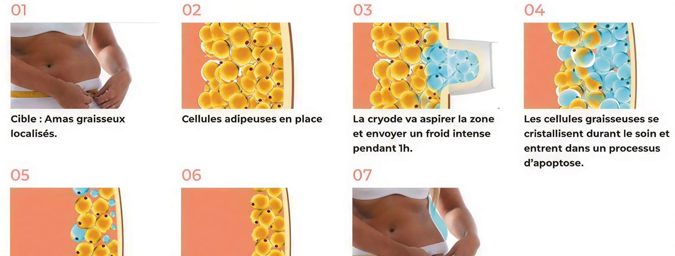 Processus Biologique Medcryo